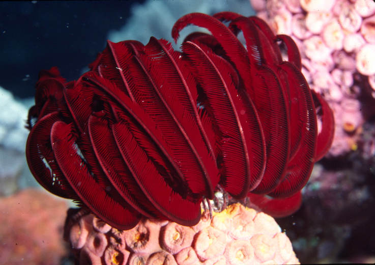 Himerometra robustipinna